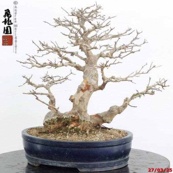Acer buergerianum - immagine 5