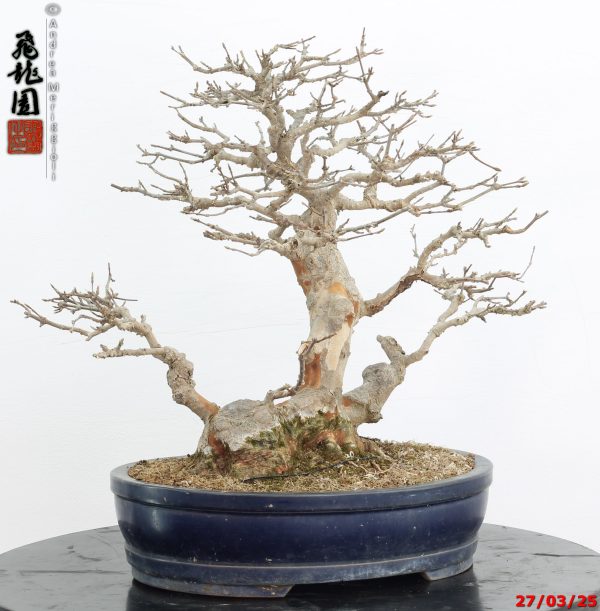 Acer buergerianum - immagine 6