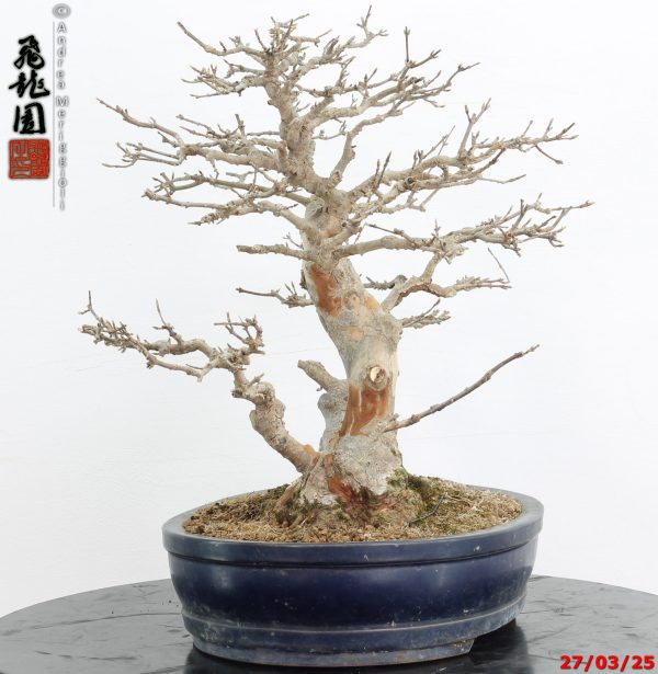 Acer buergerianum - immagine 7