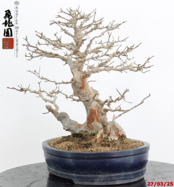 Acer buergerianum - immagine 8