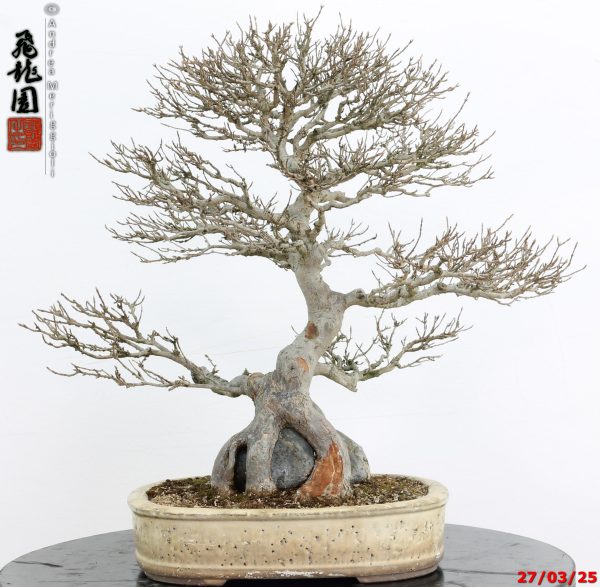 Acer buergerianum