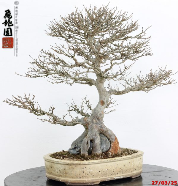 Acer buergerianum - immagine 2