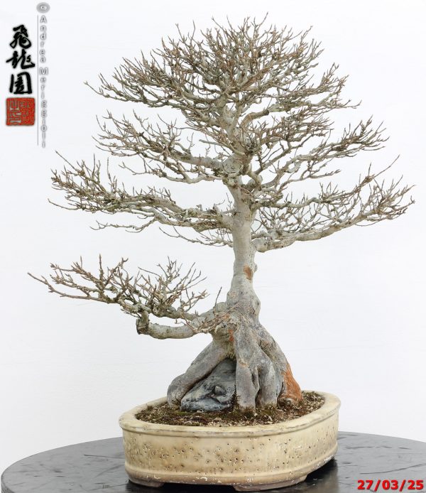 Acer buergerianum - immagine 3