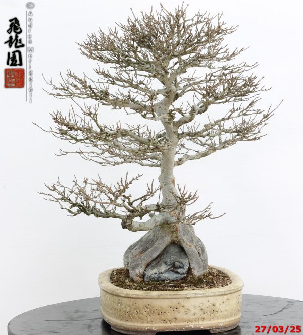 Acer buergerianum - immagine 4