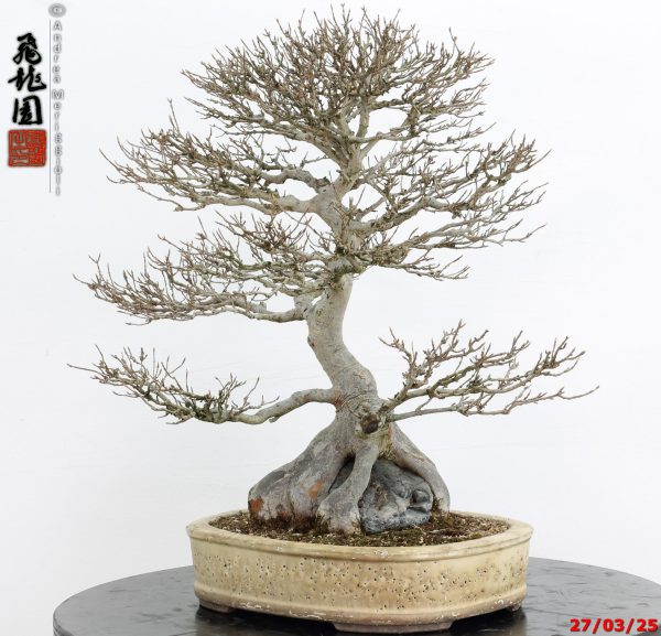 Acer buergerianum - immagine 5