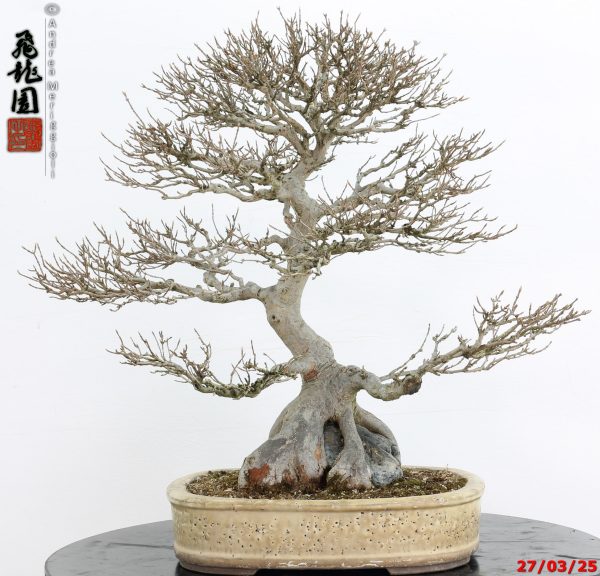 Acer buergerianum - immagine 6