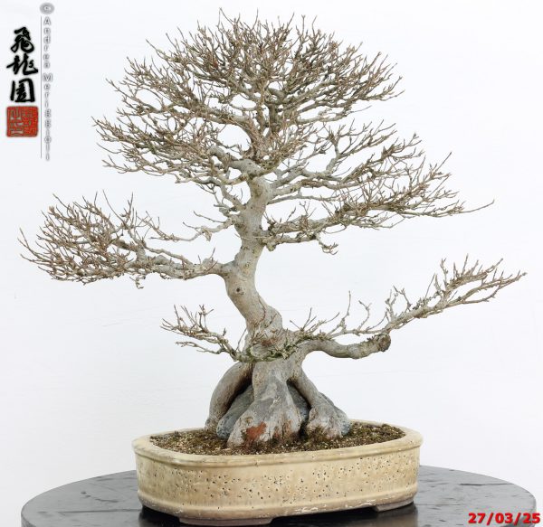 Acer buergerianum - immagine 7