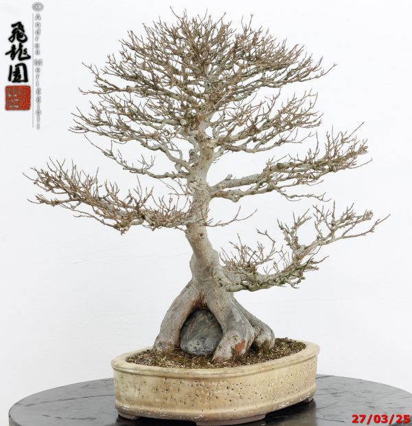 Acer buergerianum - immagine 8