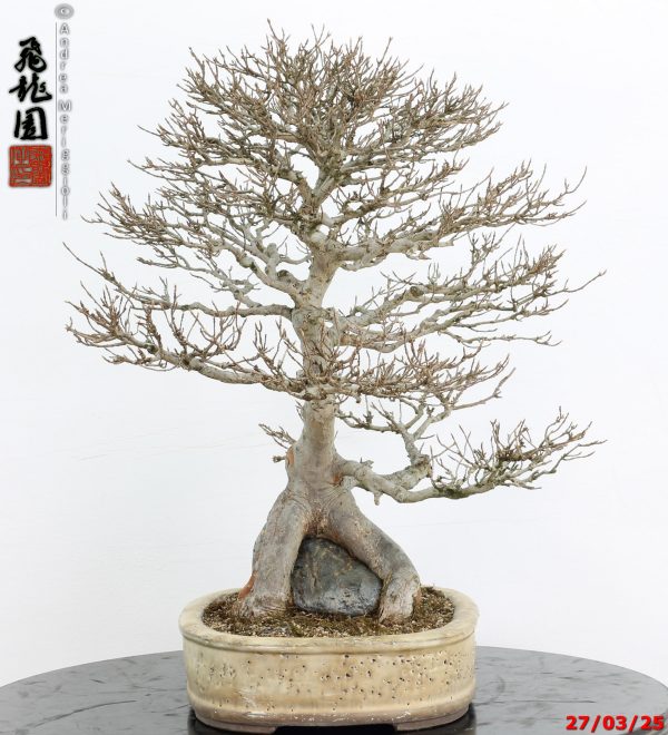 Acer buergerianum - immagine 9