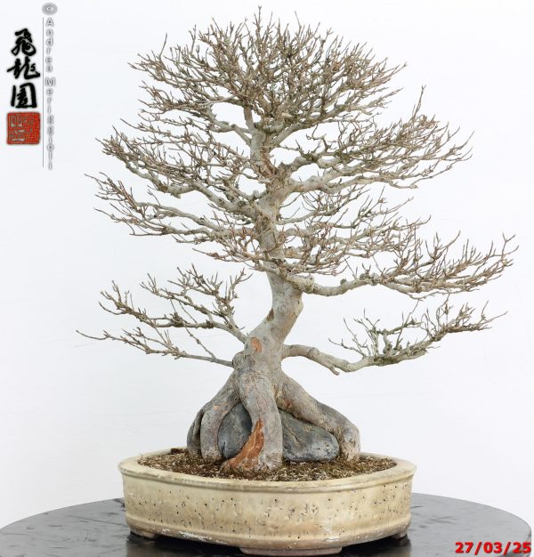 Acer buergerianum - immagine 10