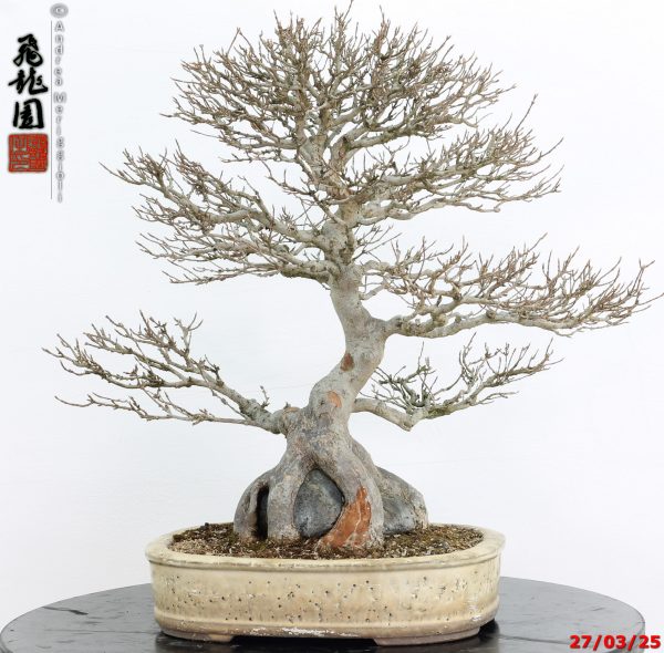 Acer buergerianum - immagine 11