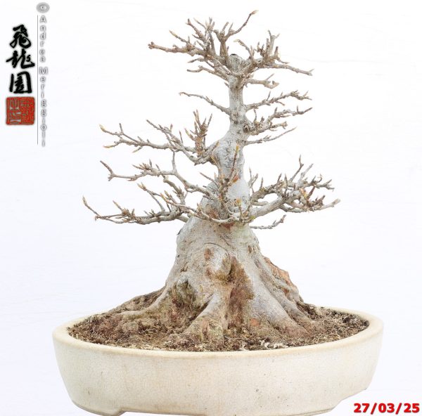 Acer buergerianum shohin - immagine 3