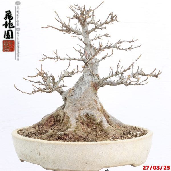 Acer buergerianum shohin - immagine 4