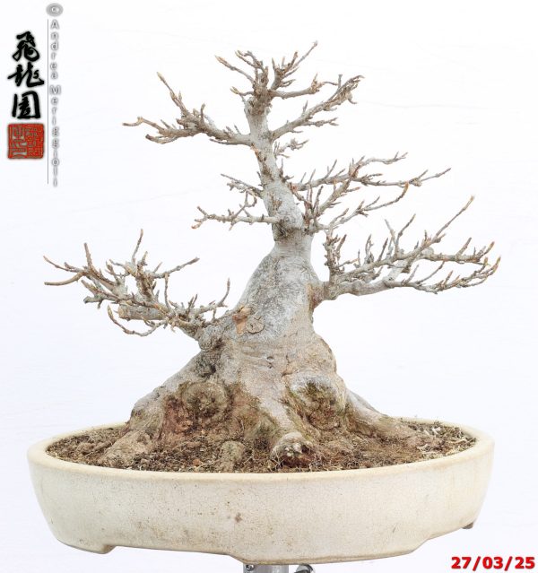 Acer buergerianum shohin - immagine 5