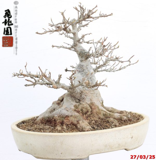 Acer buergerianum shohin - immagine 6