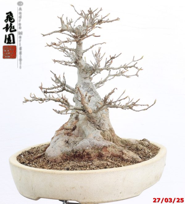 Acer buergerianum shohin - immagine 7