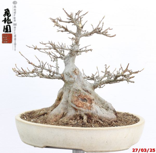 Acer buergerianum shohin - immagine 9