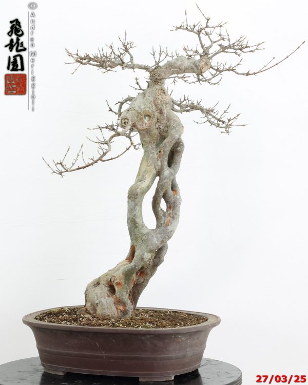 Acer buergerianum Goshiki - immagine 2