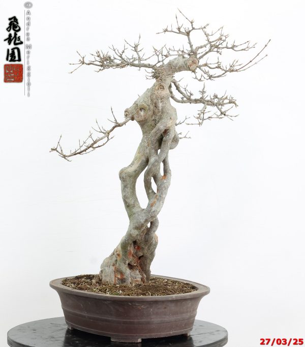 Acer buergerianum Goshiki - immagine 3