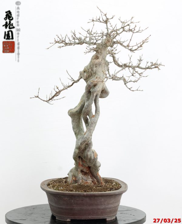 Acer buergerianum Goshiki - immagine 4