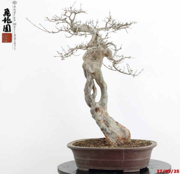 Acer buergerianum Goshiki - immagine 6