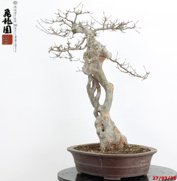 Acer buergerianum Goshiki - immagine 7