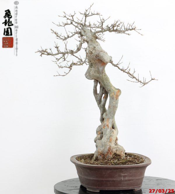 Acer buergerianum Goshiki - immagine 8