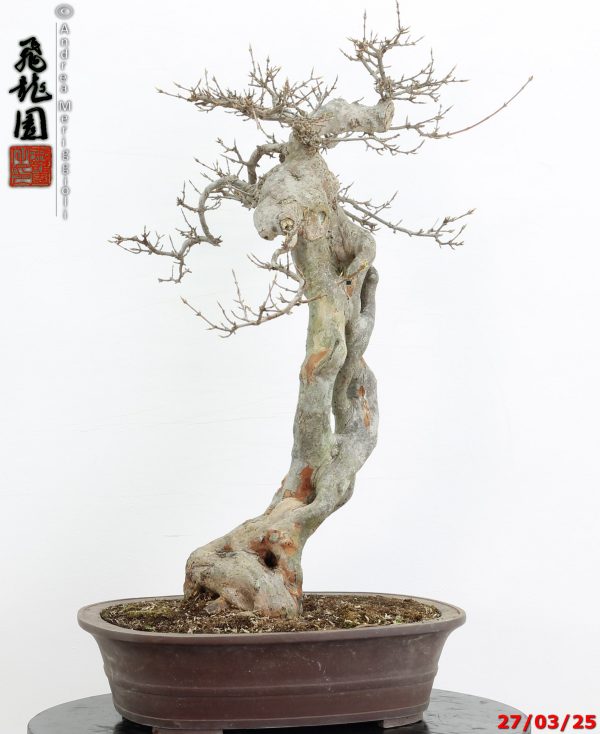 Acer buergerianum Goshiki - immagine 9