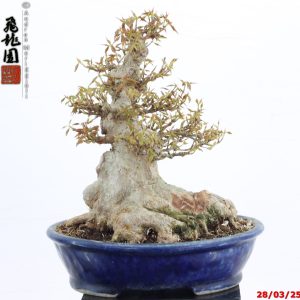 Acer buergerianum shohin