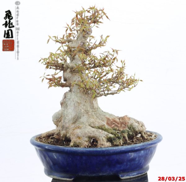 Acer buergerianum shohin