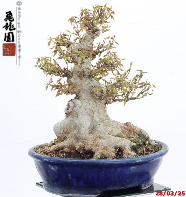 Acer buergerianum shohin - immagine 2