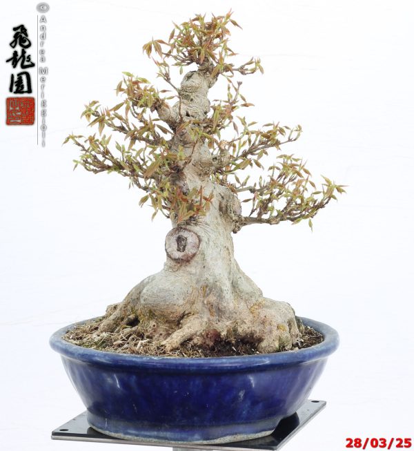 Acer buergerianum shohin - immagine 3