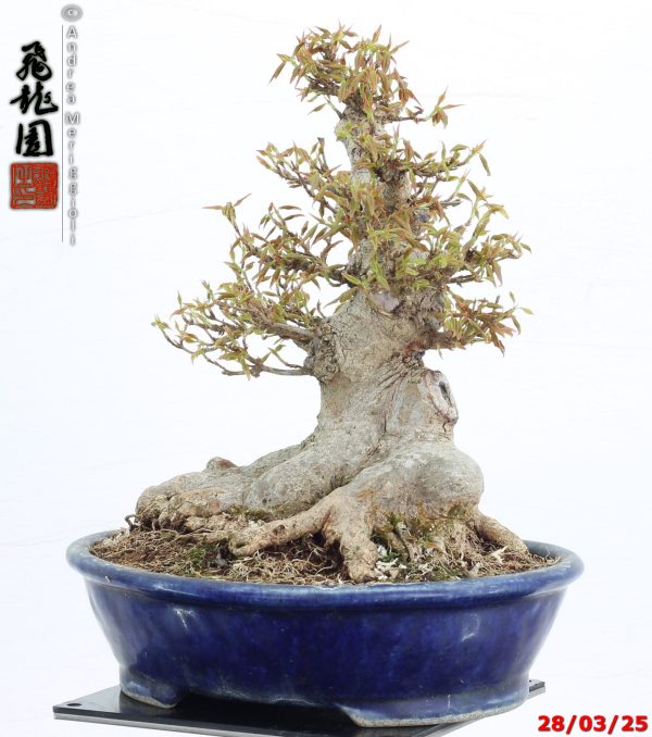 Acer buergerianum shohin - immagine 4