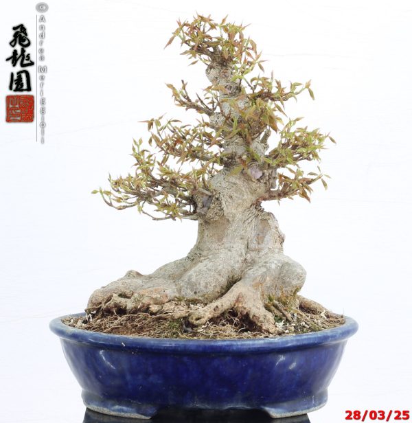 Acer buergerianum shohin - immagine 5