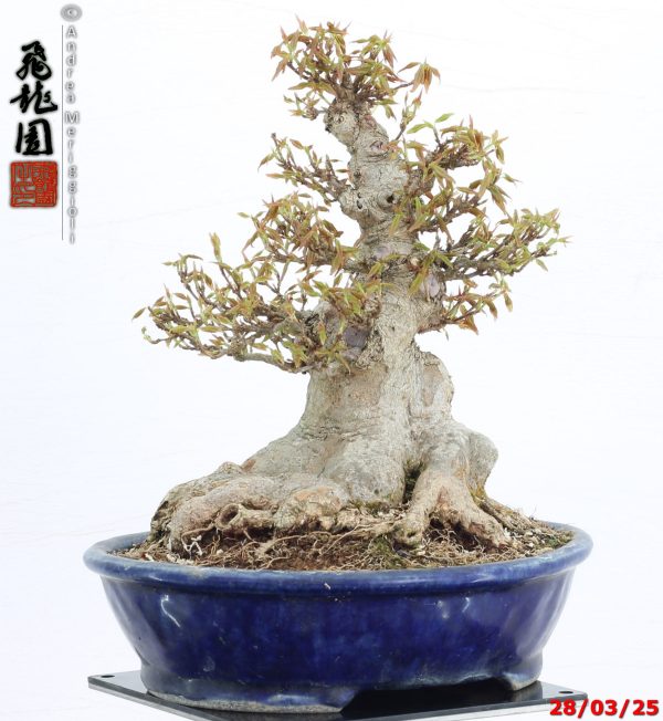 Acer buergerianum shohin - immagine 6