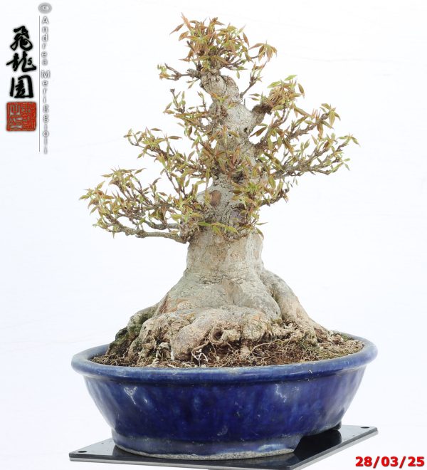 Acer buergerianum shohin - immagine 7