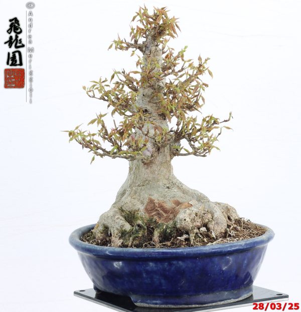 Acer buergerianum shohin - immagine 8