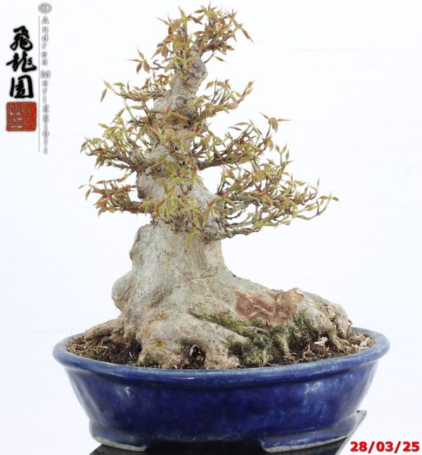 Acer buergerianum shohin - immagine 9