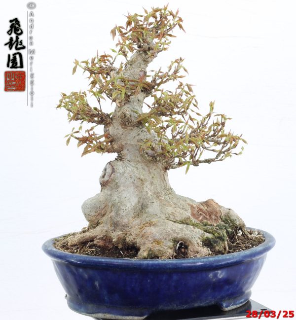 Acer buergerianum shohin - immagine 10