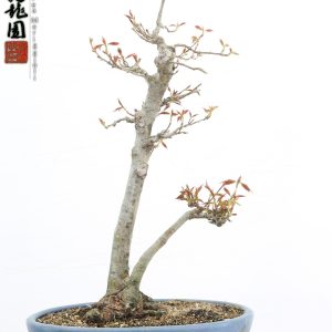 Acer buergerianum naruto