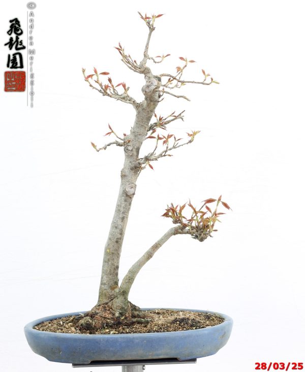 Acer buergerianum naruto