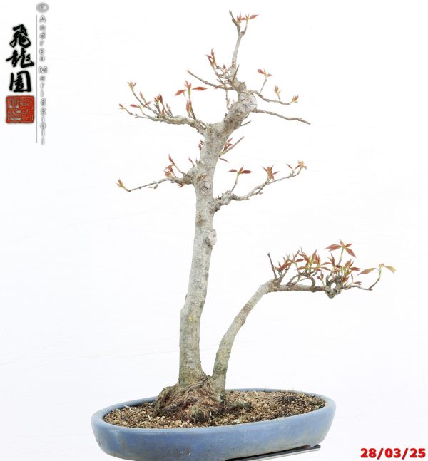 Acer buergerianum naruto - immagine 2