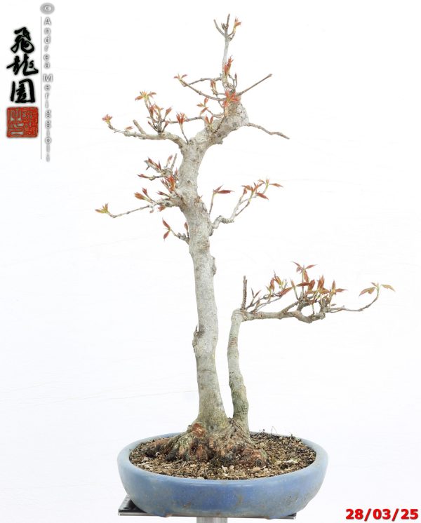 Acer buergerianum naruto - immagine 3
