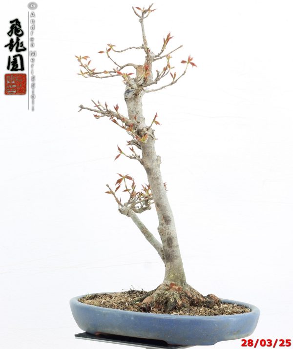 Acer buergerianum naruto - immagine 4
