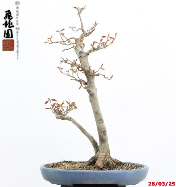 Acer buergerianum naruto - immagine 5