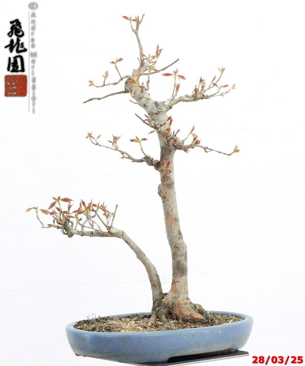 Acer buergerianum naruto - immagine 6