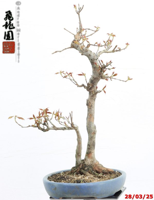 Acer buergerianum naruto - immagine 7