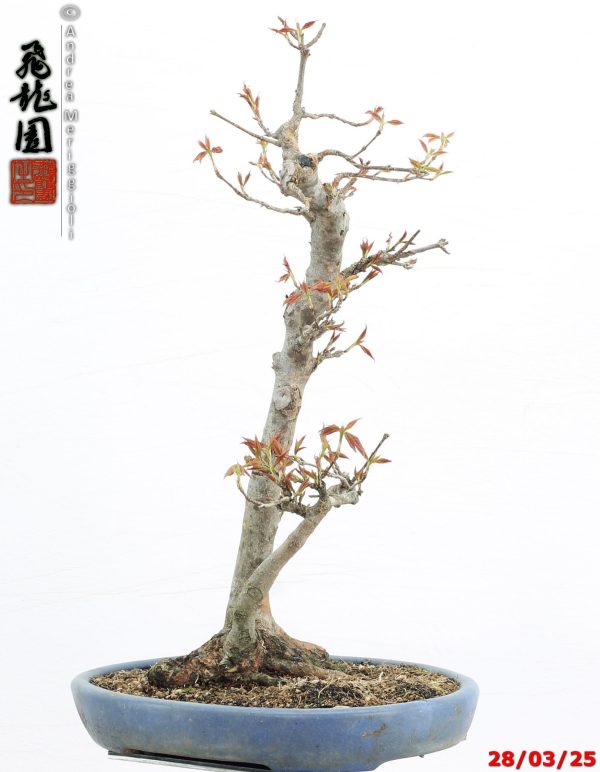 Acer buergerianum naruto - immagine 8