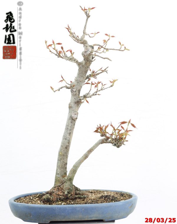 Acer buergerianum naruto - immagine 9
