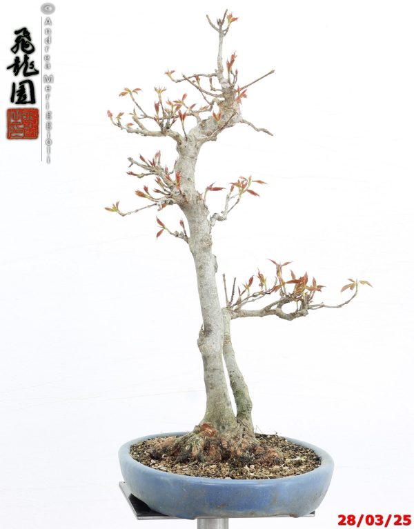 Acer buergerianum naruto - immagine 10